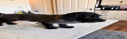 Mixed Breed dogs for sale: Beautiful 2-year-old Doxiepoo in Bristol - Advert 10