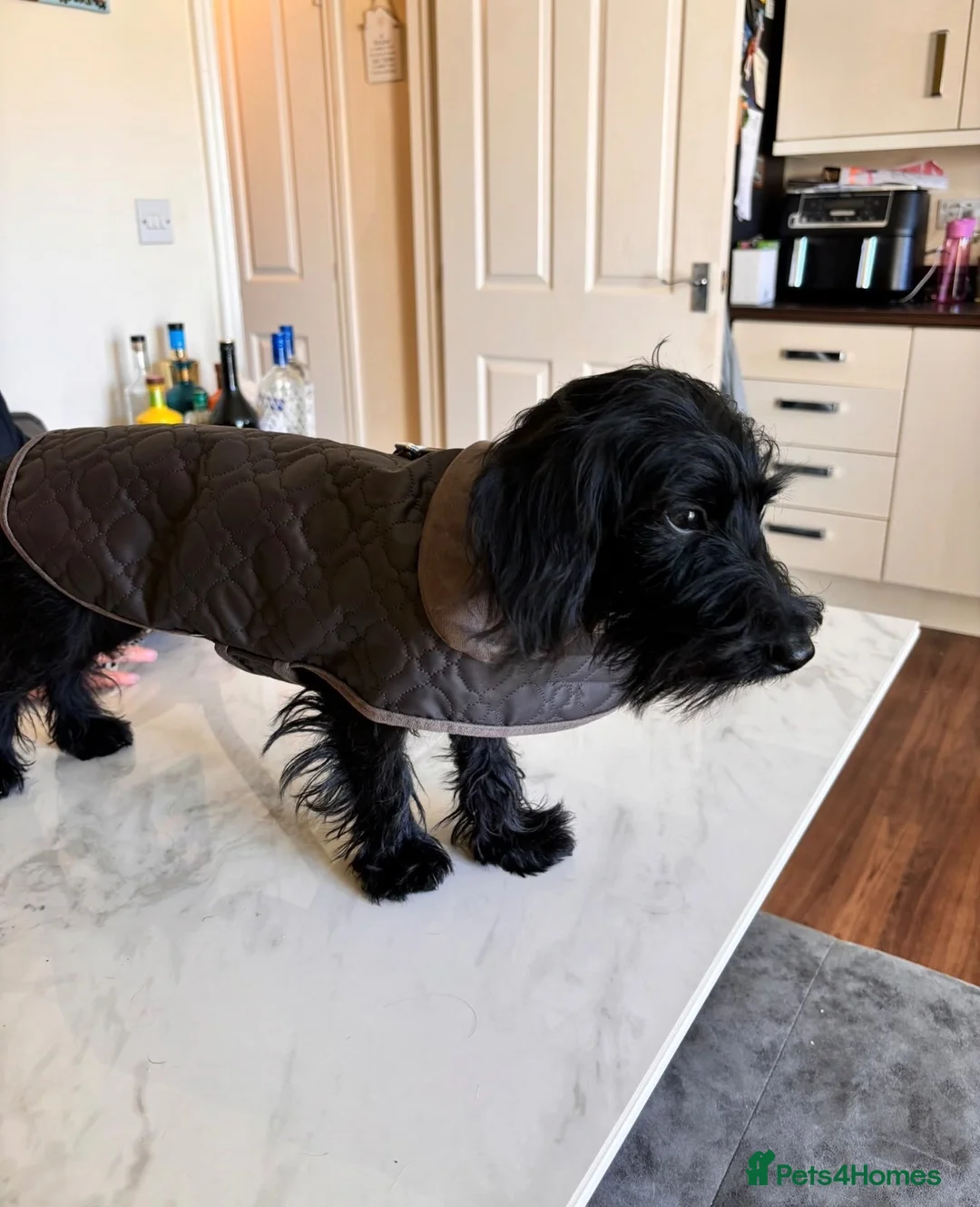 Mixed Breed dogs for sale: Beautiful 2-year-old Doxiepoo in Bristol - Advert 10
