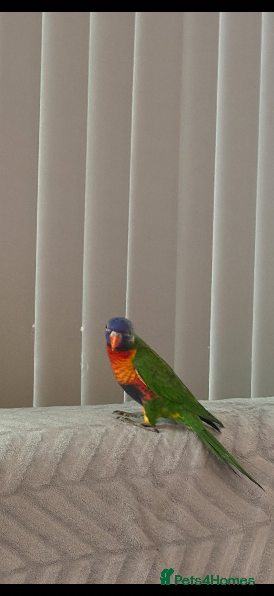 Lories birds For sale - Advert 6