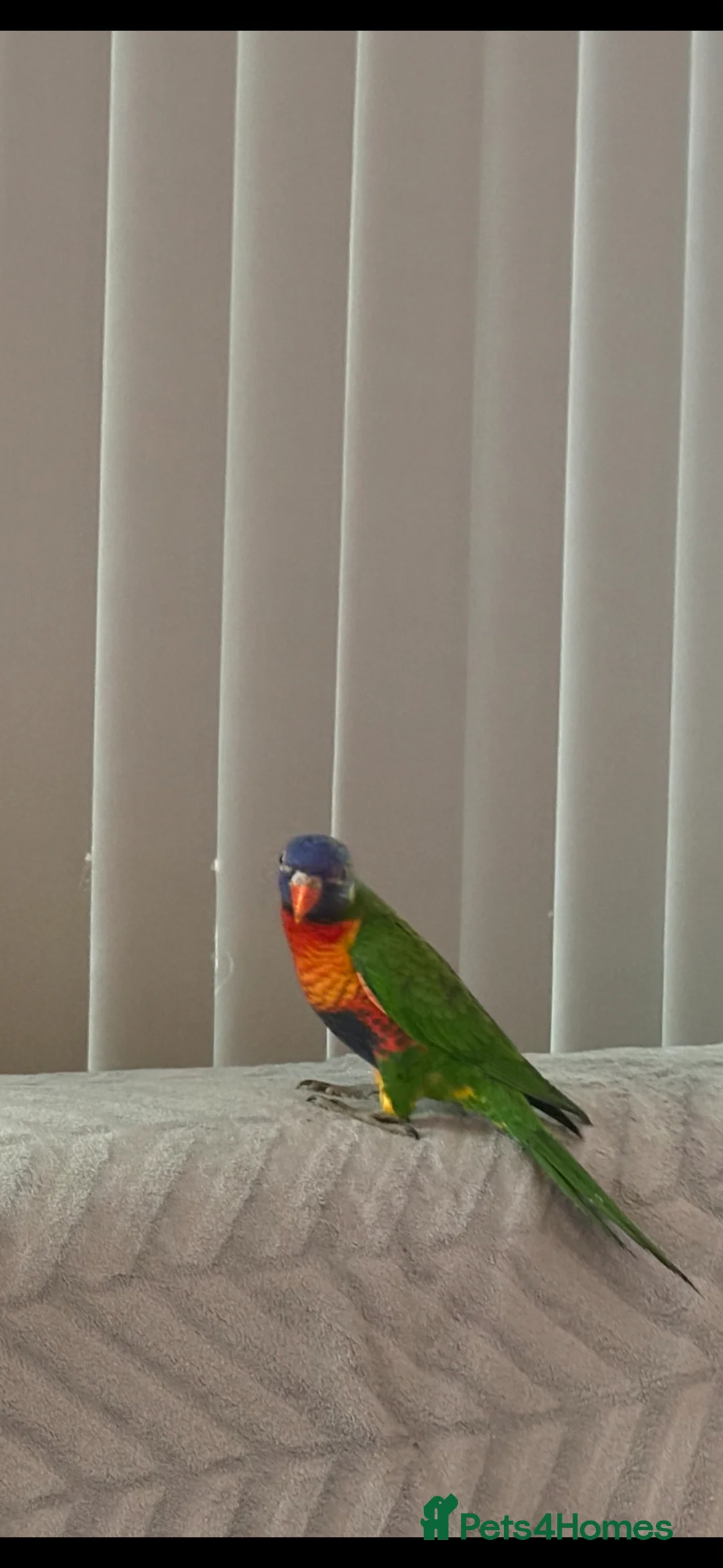 Lories birds for sale: For sale in Birmingham - Advert 1