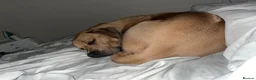 Mixed Breed dogs for sale: Oscar - Advert 11