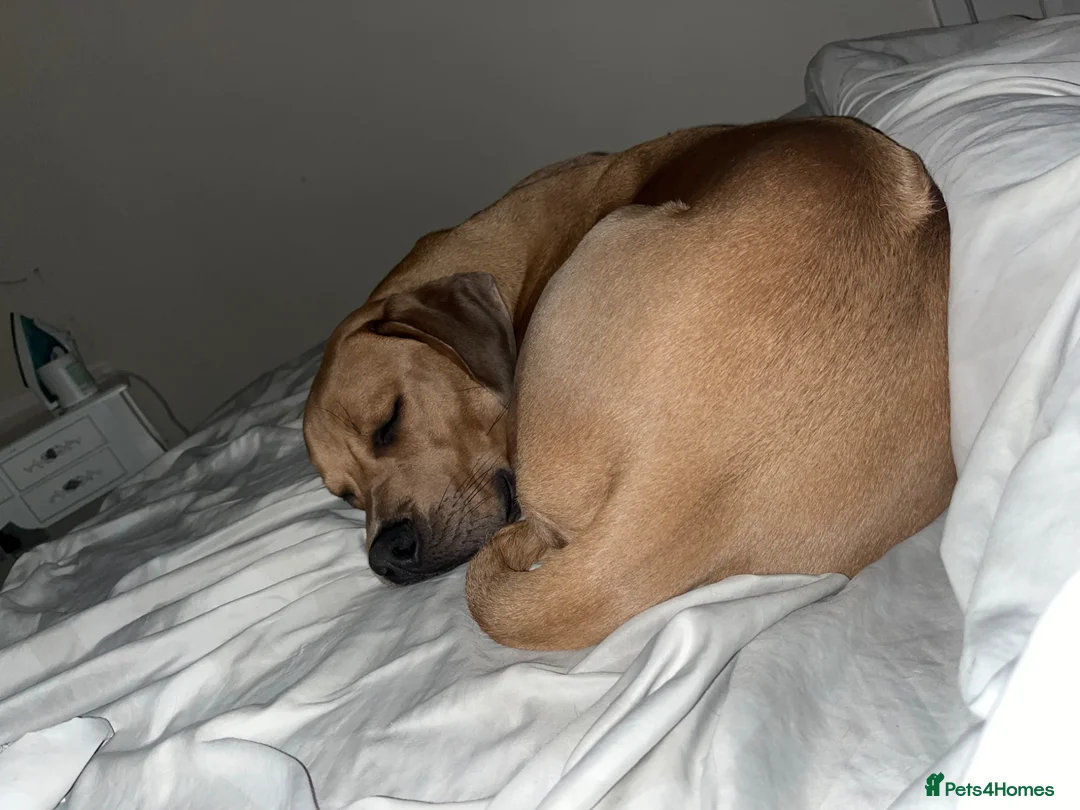 Mixed Breed dogs for sale: Oscar - Advert 11