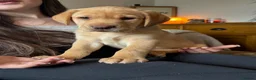 Labrador Retriever dogs for sale: Labrador puppies for sale - Advert 4