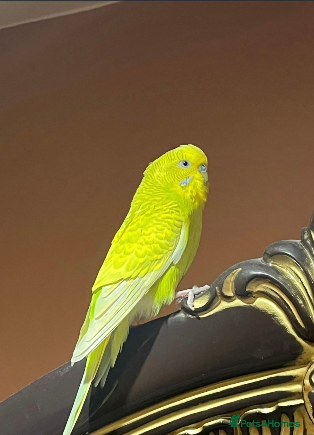 Budgerigars birds for sale: Budgie for sale - Advert 1