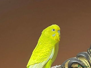 Budgerigars birds Budgie for sale - Advert 1