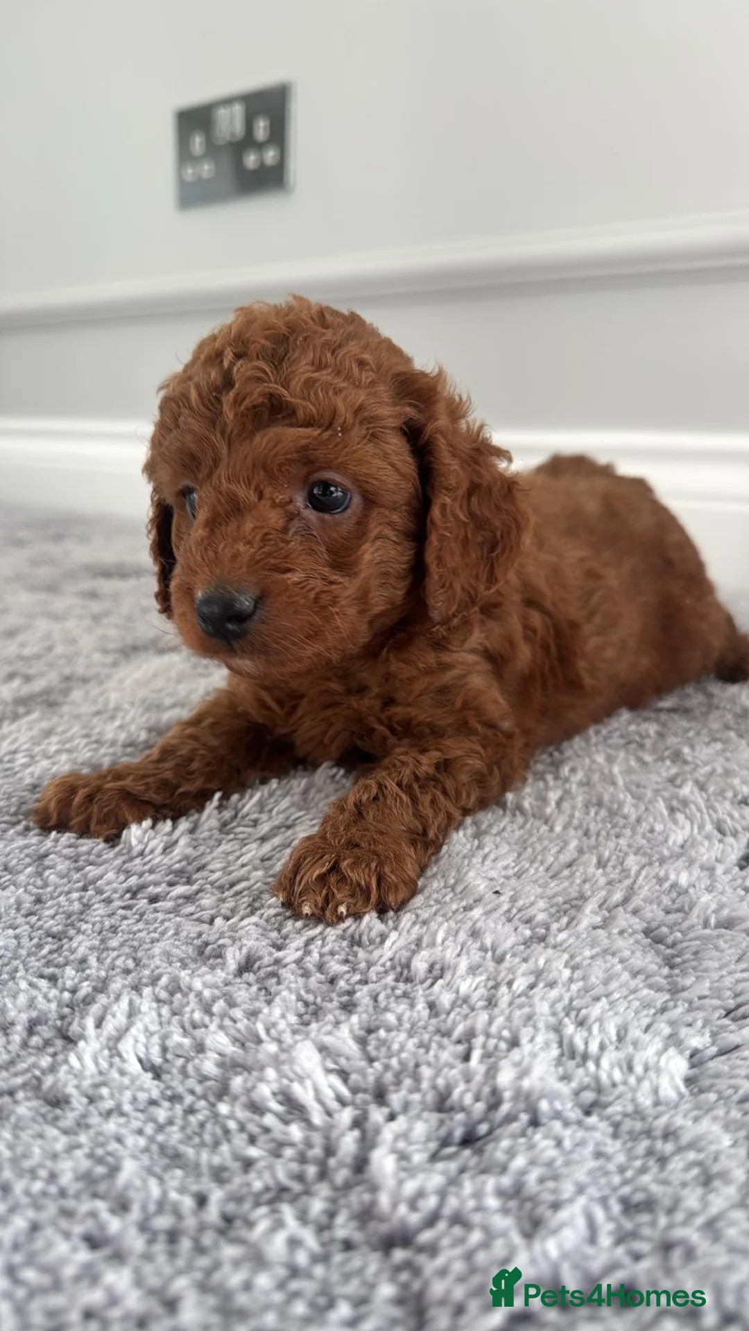 Cockapoo dogs for sale: Stunning Beautiful F1b Cockapoo Girl  - Advert 2