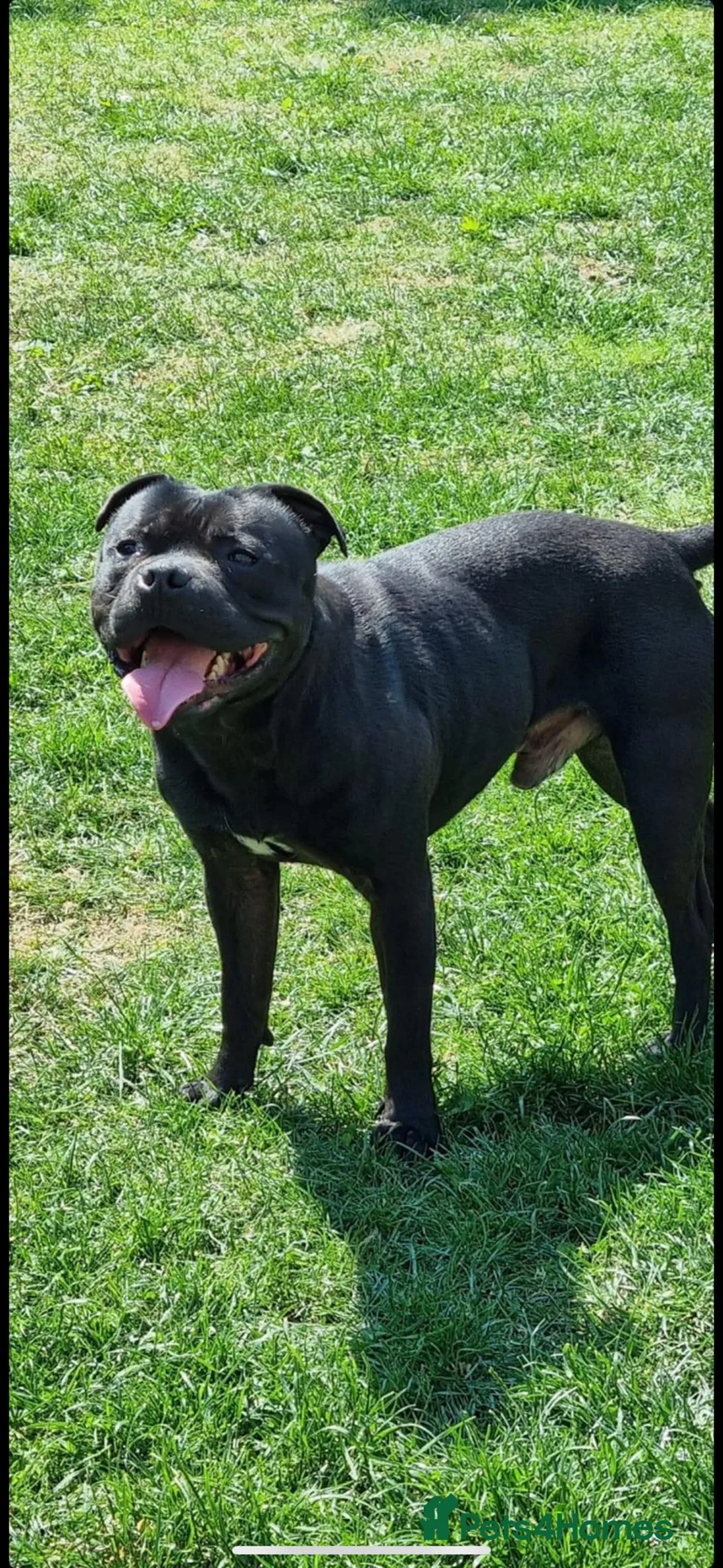 Staffordshire Bull Terrier dogs for stud: STORM FOR STUD in Newton Aycliffe - Advert 14