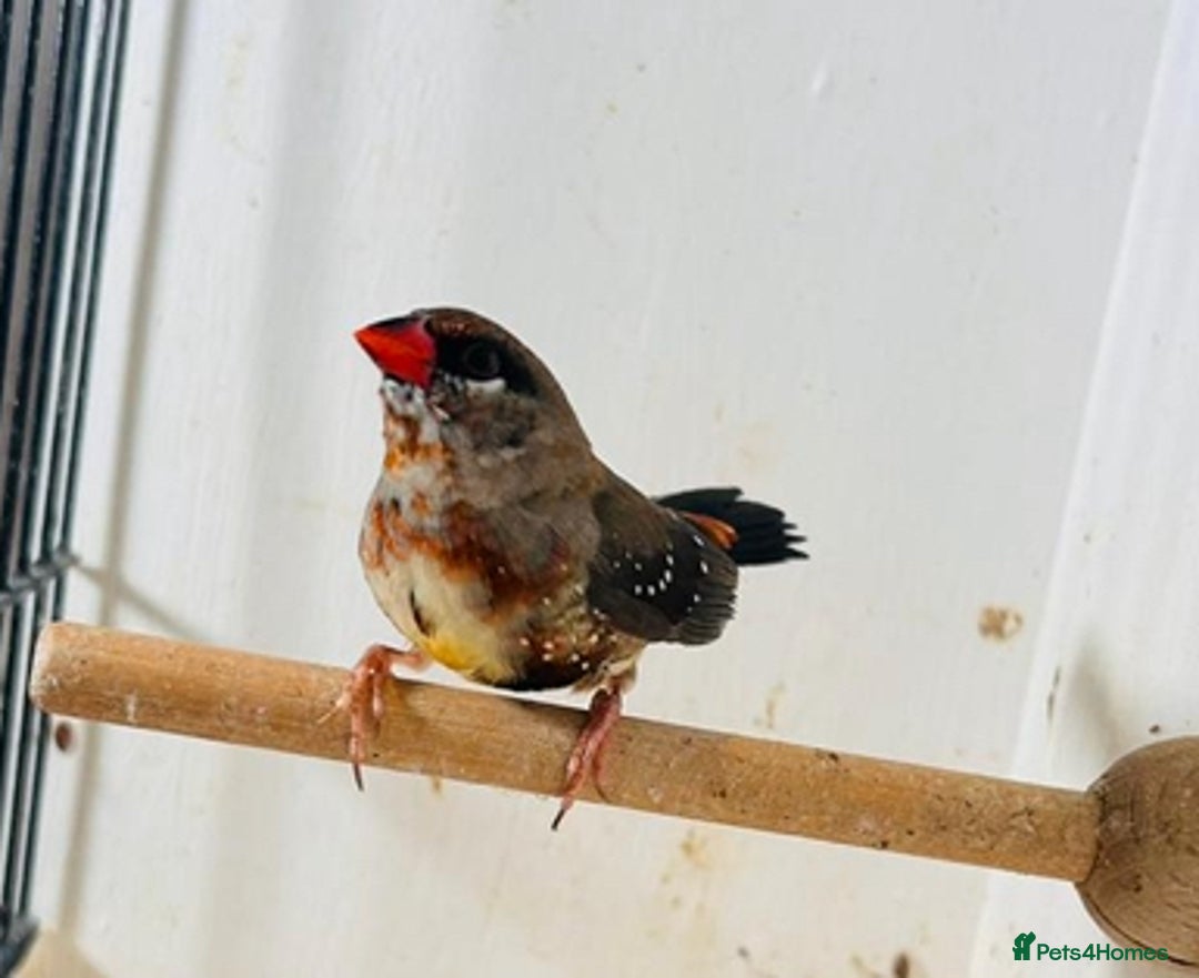 Finches birds for sale: Star finch, Bengalese, Gouldian, strawberry finch - Advert 15