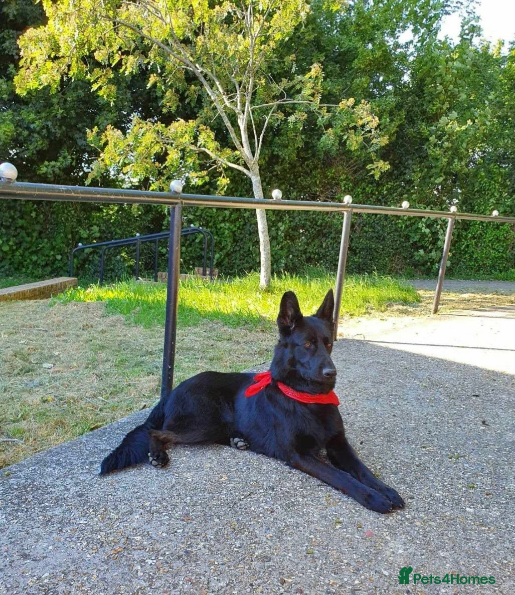 German Shepherd dogs 9 beautiful german shepards looking for a home - Advert 2