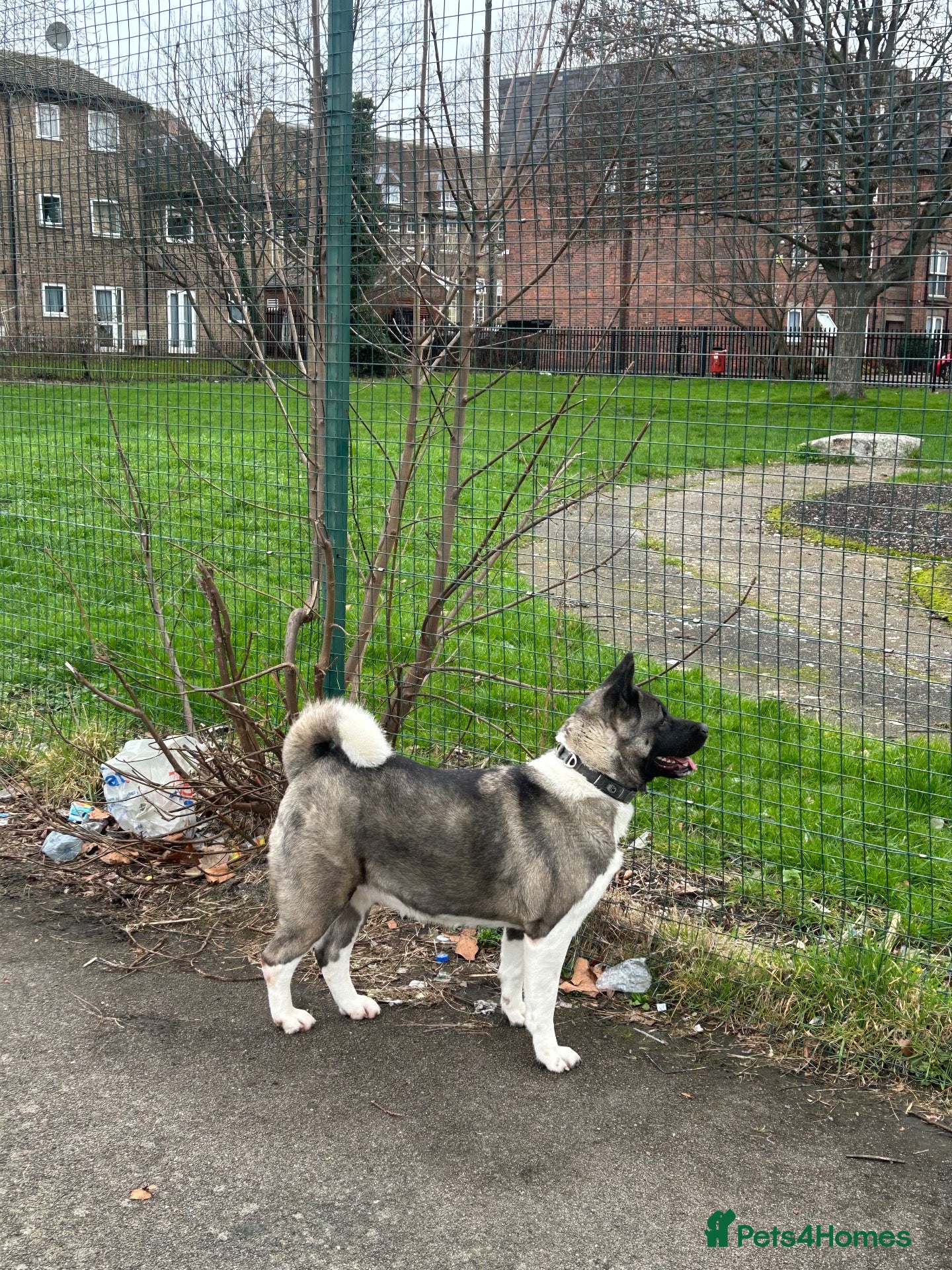Akita dogs Gorgeous Female American Akita  - Advert 3