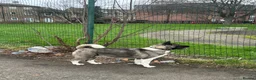 Akita dogs for sale: Gorgeous Female American Akita  - Advert 1