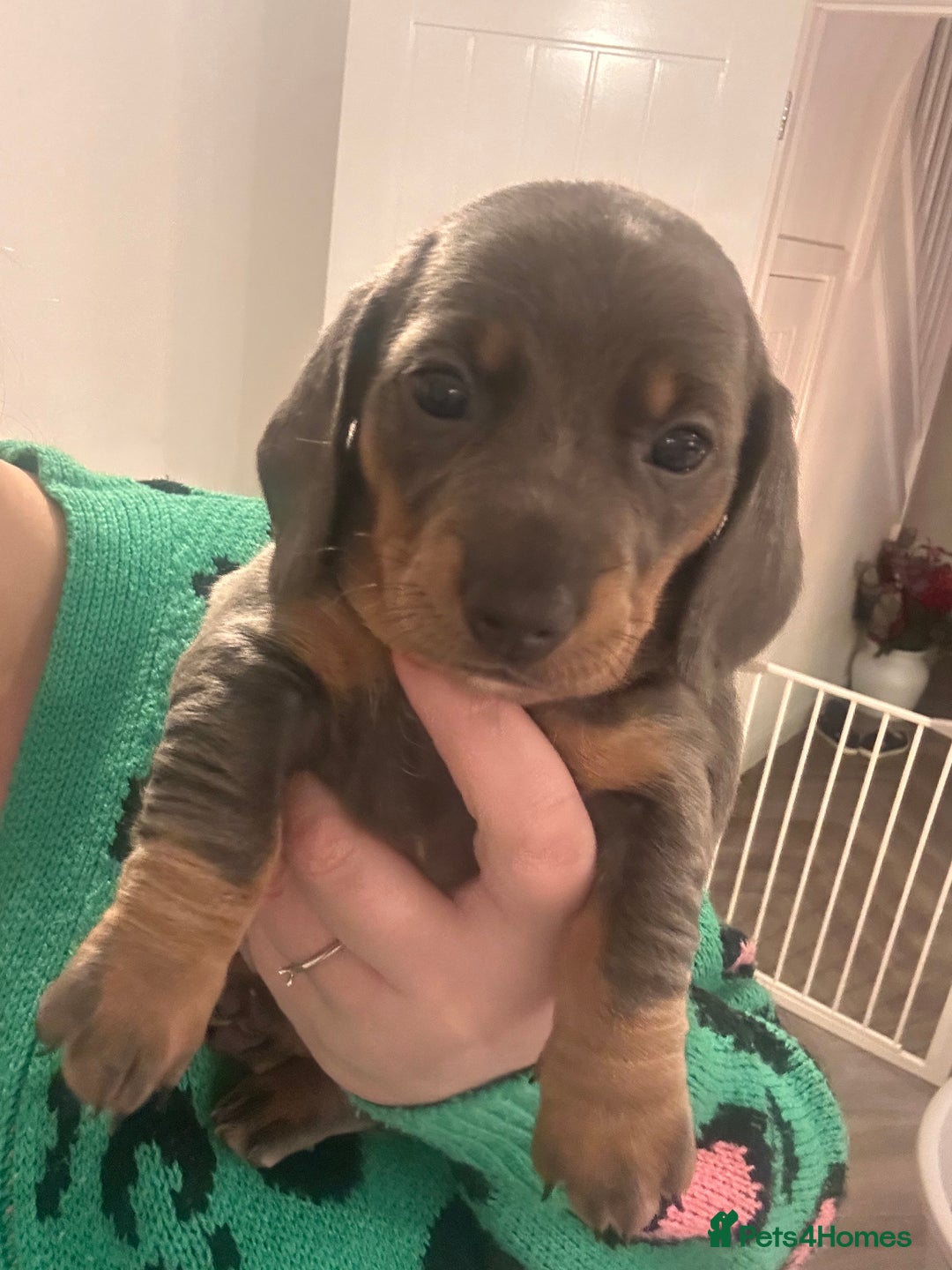 Miniature Dachshund dogs for sale: KC REGISTERED STUNNING MINATURE DACHSHUND PUPS❤️ - Advert 9