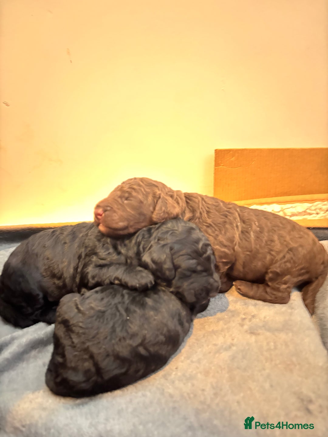 Cockapoo dogs for sale: 25%cocker spaniel 75% toy red poodle - Image 18