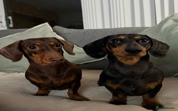 Miniature Dachshund dogs for sale: Miniature Dachshund  - Image 6