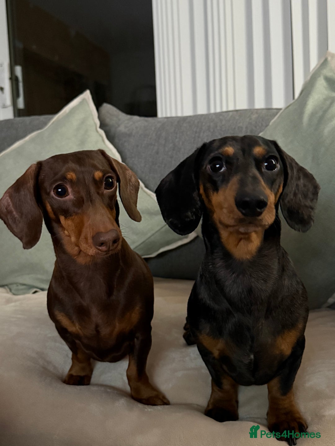 Miniature Dachshund dogs for sale: Miniature Dachshund  - Image 6