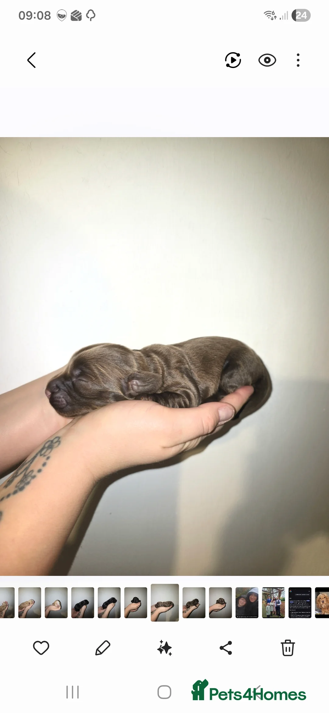 Cocker Spaniel dogs for sale: Cocker spainel puppies - Advert 5