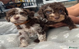 Mixed Breed dogs for sale: Chocolate merl Cockerpoo puppies - Image 2