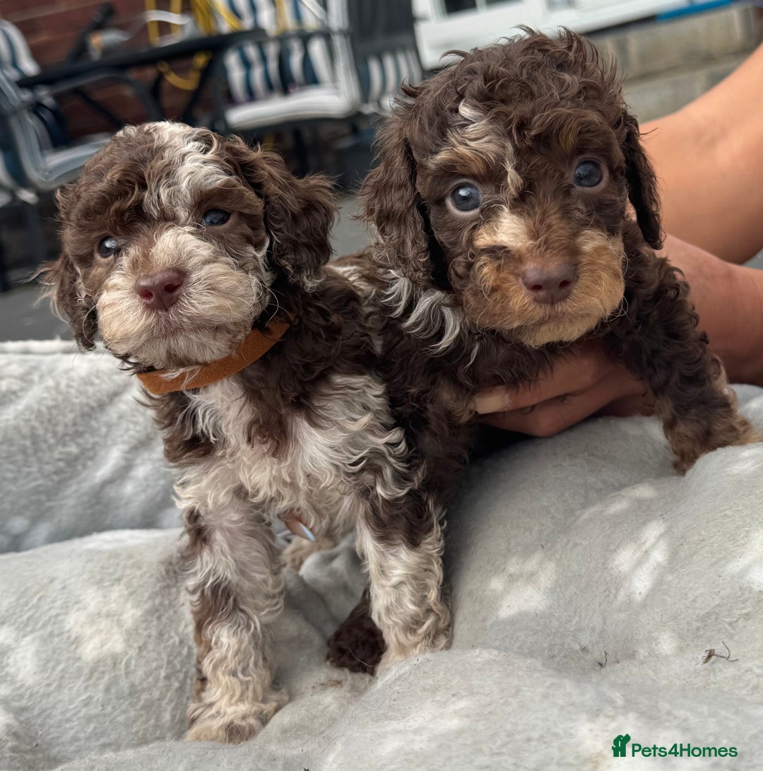 Mixed Breed dogs for sale: Chocolate merl Cockerpoo puppies - Image 2