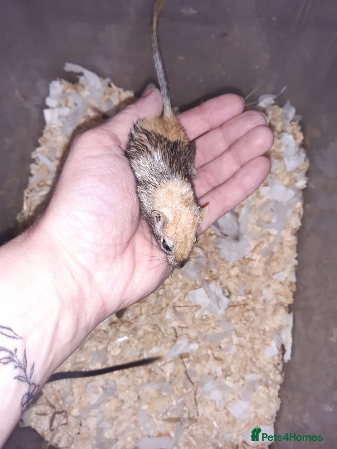 Gerbil rodents for sale: Super friendly gerbils from hobby breeder  - Advert 20