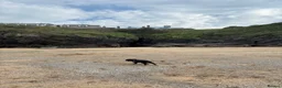 Cocker Spaniel dogs for sale: Loving spaniel needs a home  in Gloucester - Advert 4