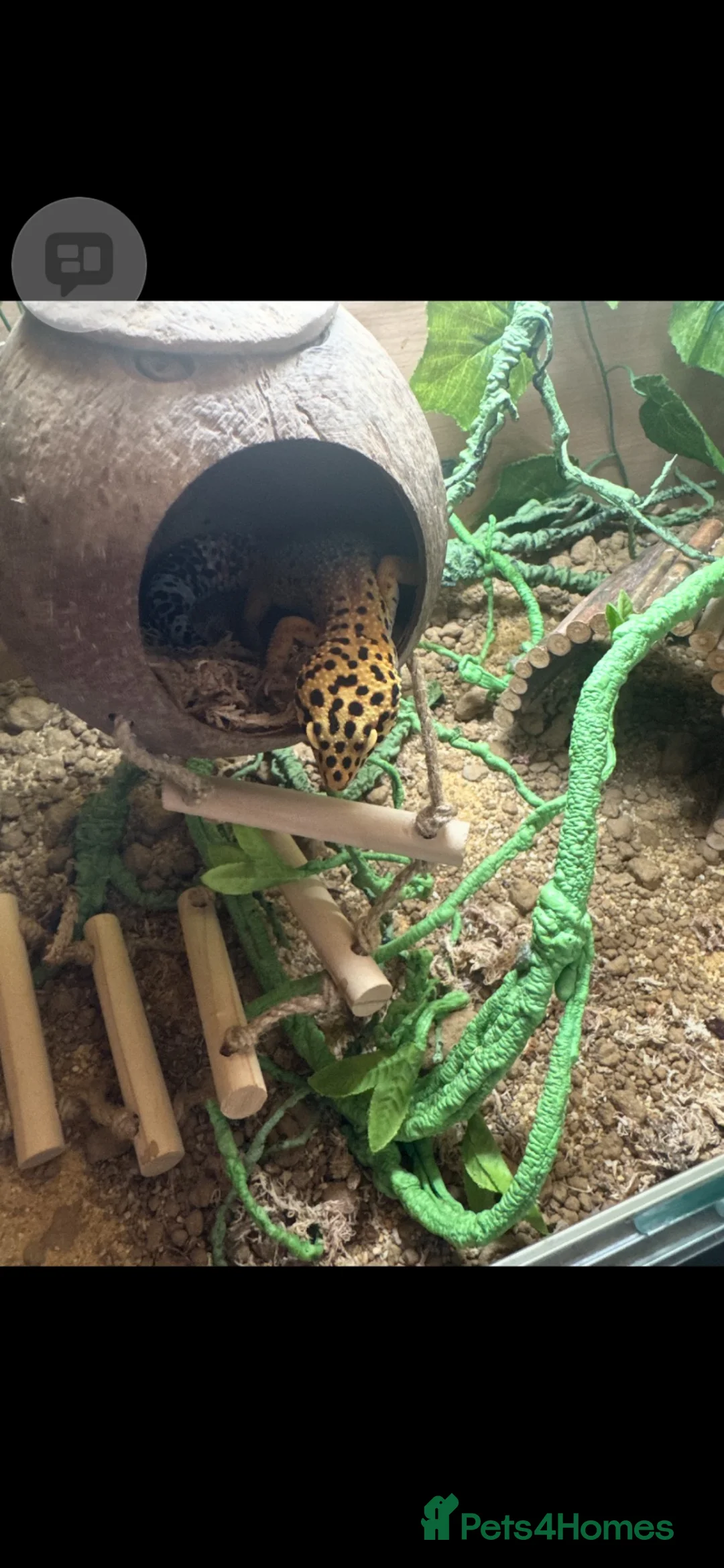 Gecko reptiles for sale: Beautiful 1 Year-Old Female geko - Advert 2