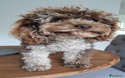 Poodle dogs for stud: cockapoo stud merle DNA health tested in Bristol - Image 10