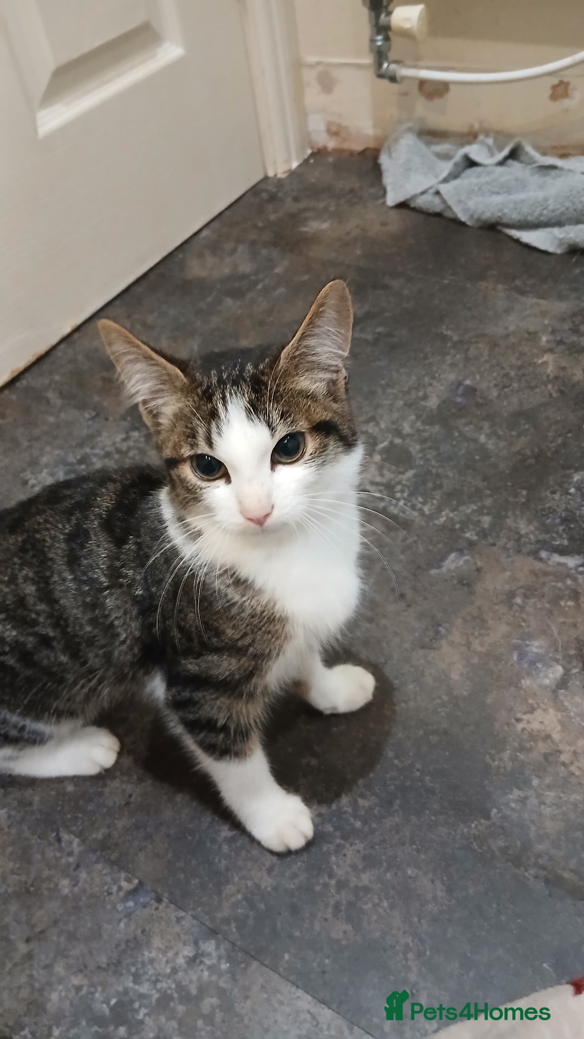 Mixed Breed cats Gorgeous kittens ready to go - Advert 1