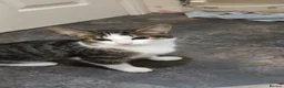 Mixed Breed cats for sale: Gorgeous kittens ready to go - Advert 1