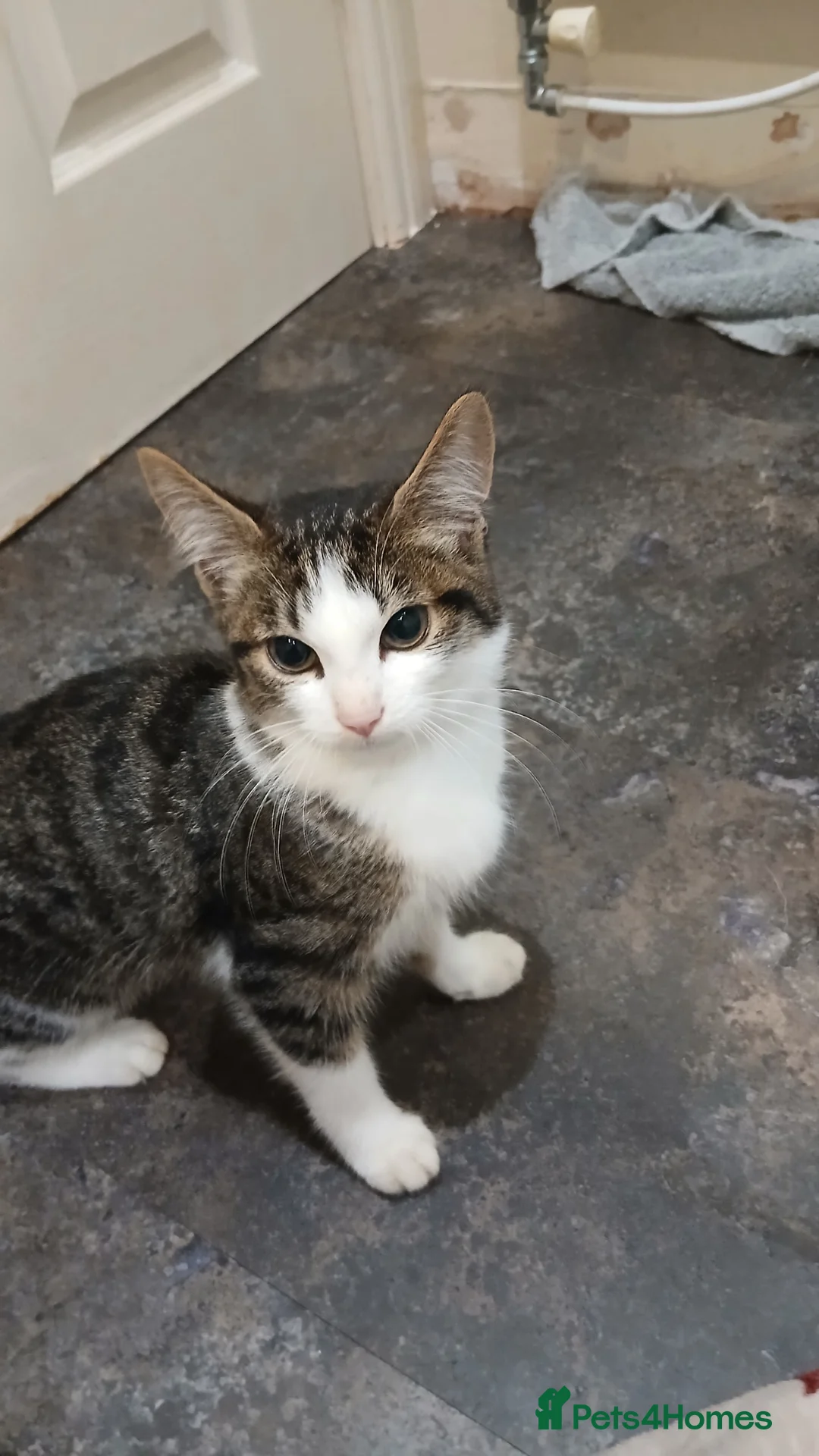 Mixed Breed cats for sale: Gorgeous kittens ready to go - Advert 1