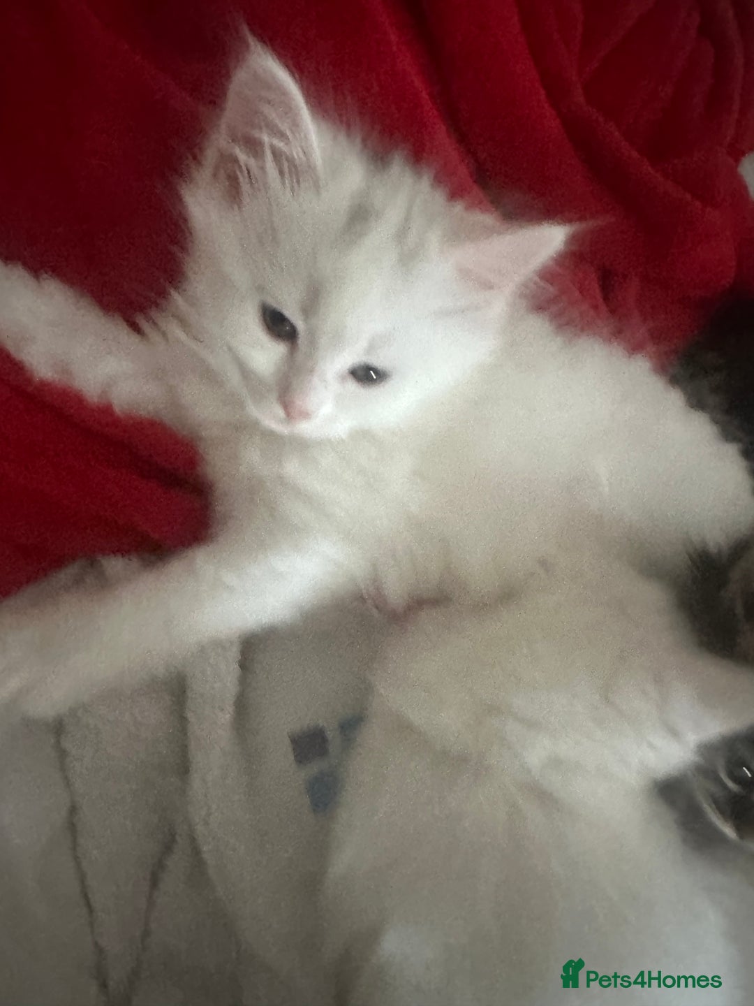 Turkish Angora cats for sale: Gorgeous fluffy Turkish angora cross kittens  - Image 9