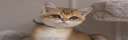 British Shorthair cats for sale: Golden Blue and Golden BSH kittens - Advert 16