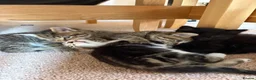 Mixed Breed cats for sale: Mixed breed tabby kittens in Doncaster - Advert 7