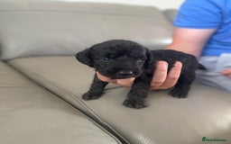 Bedlington Terrier dogs for sale: KC registered Bedlington terrier puppies - Image 13