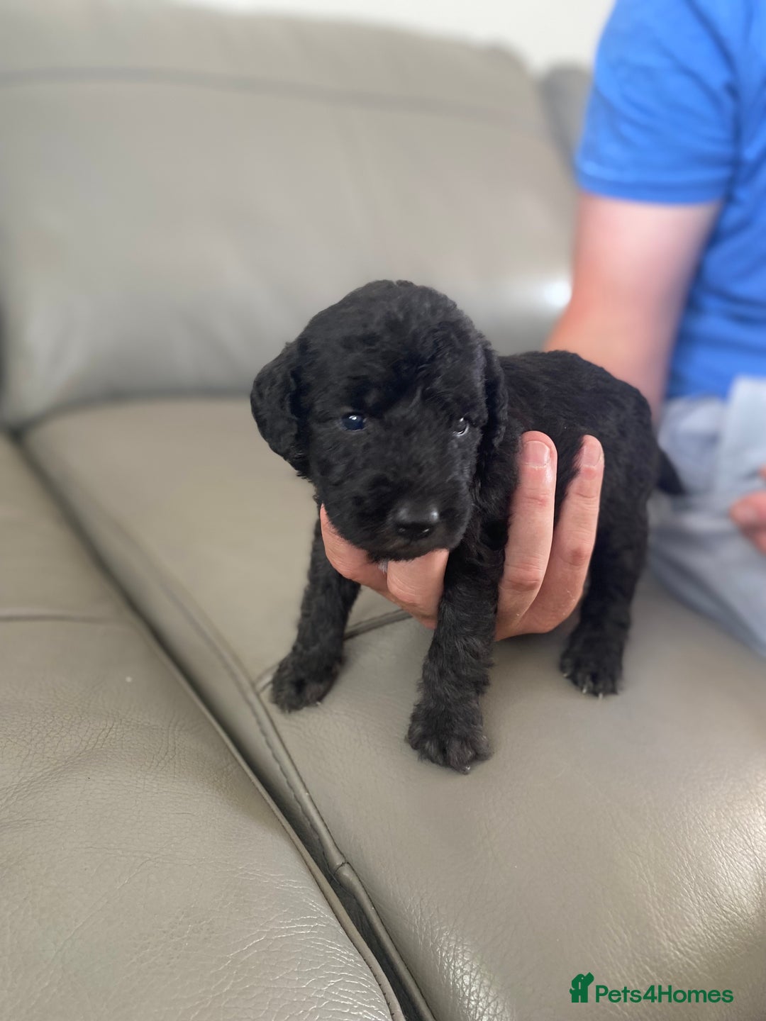 Bedlington Terrier dogs for sale: KC registered Bedlington terrier puppies - Image 13