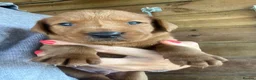 Labrador Retriever dogs for sale: FOXRED LABRADOR in Catterick Garrison - Advert 2