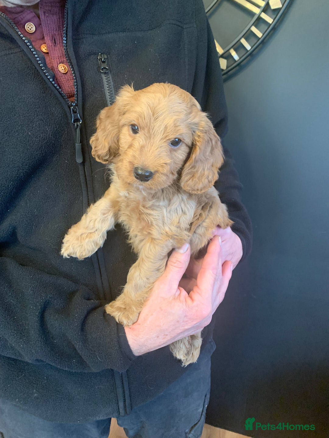 Cockapoo dogs for sale: Golden F1 cockapoo puppies  - Advert 6