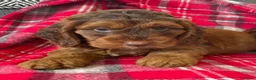 Cockapoo dogs for sale: F1 MINIATURE SHOW TYPE COCKAPOO PUPPIES  - Advert 10