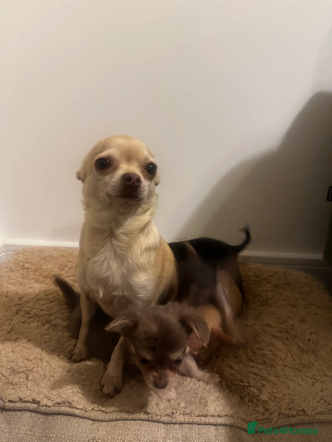 Chihuahua dogs for sale: Gorgeous Chihuahua girls - Advert 20