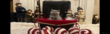 British Shorthair Kitten 3