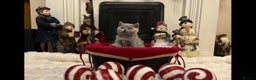 British Shorthair cats for sale: British shorthair kittens for sale ready* **  Eve* - Advert 12