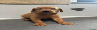 Labrador Retriever 8