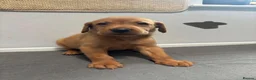 Labrador Retriever dogs for sale: 10 adorable fox red Labrador puppies  - Advert 32