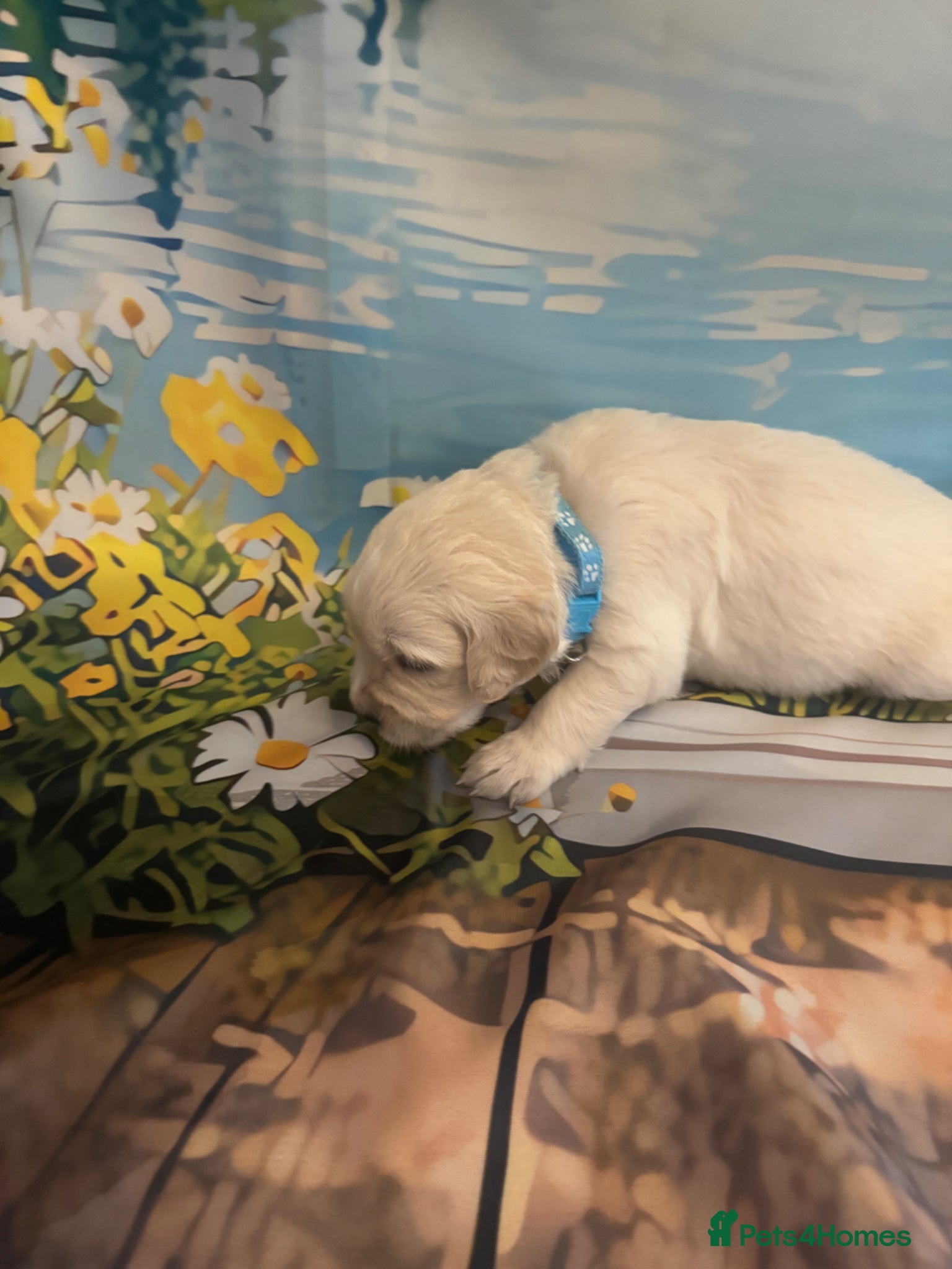 Golden Retriever dogs Beautiful Golden Retriever puppies - Advert 6