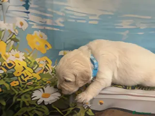Golden Retriever dogs Beautiful Golden Retriever puppies - Advert 6