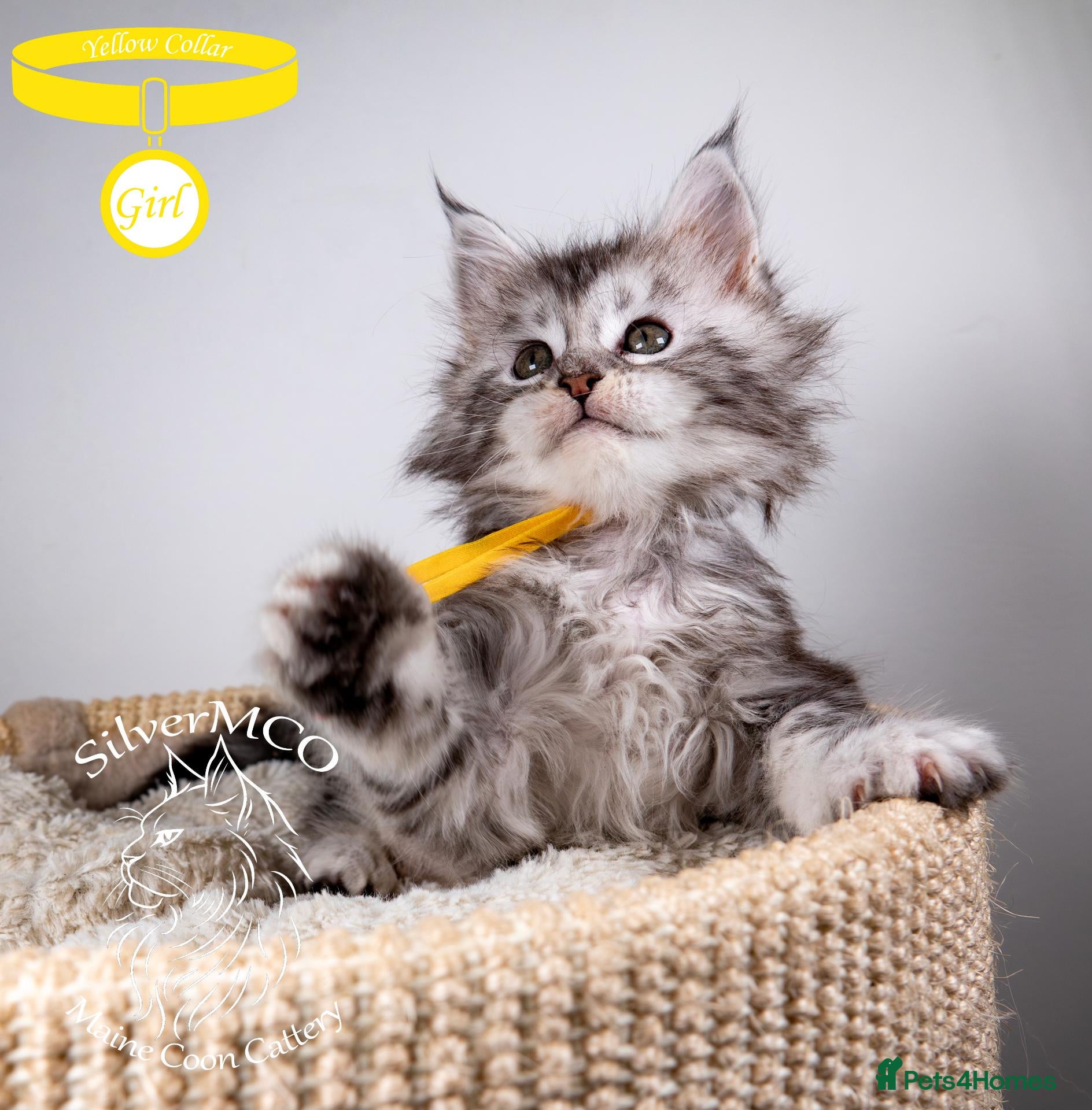 Maine Coon cats 💚Stunning XL TICA-registered Maine Coon Kitten  - Advert 2