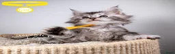 Maine Coon cats for sale: 💚Stunning XL TICA-registered Maine Coon Kittens  - Advert 2