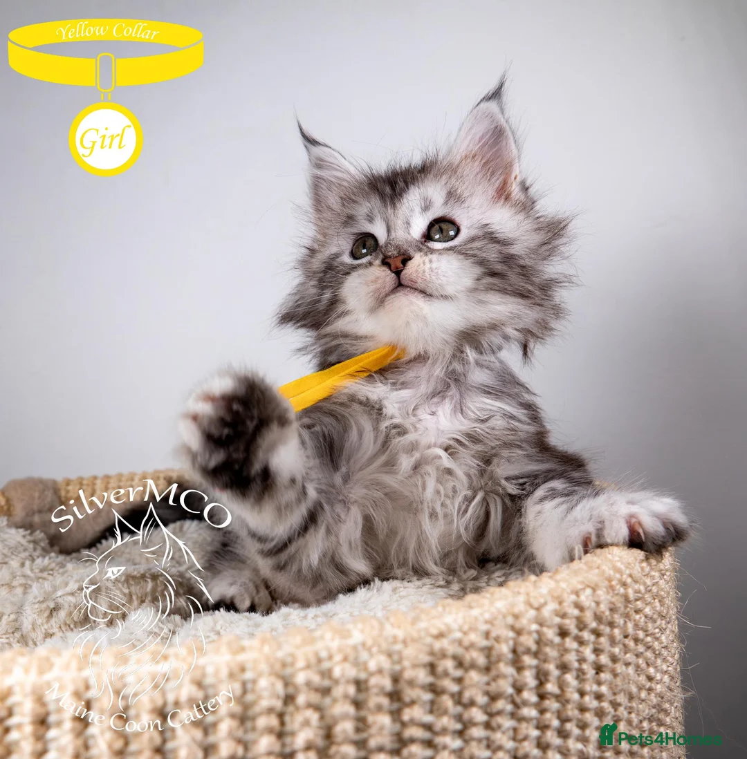 Maine Coon cats for sale: 💚Stunning XL TICA-registered Maine Coon Kittens  - Advert 2