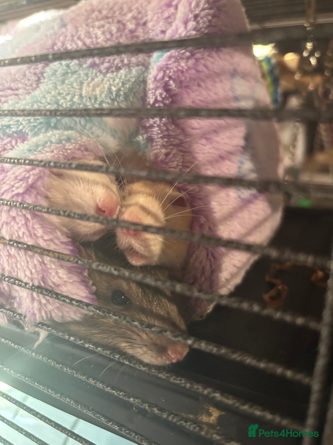 Rat rodents for sale: 3 FEMALE RATS + CAGE - Advert 1