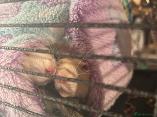 Rat rodents 3 FEMALE RATS + CAGE - Advert 17