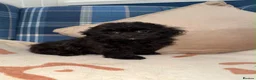Shihpoo dogs for sale: 🖤🩶Stunning Shihpoo Puppies READY NOW🖤🩶 - Advert 18